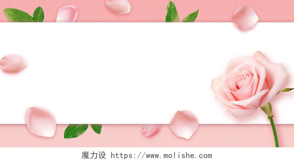 粉色玫瑰花鲜花38妇女节三八花瓣花朵边框背景妇女节背景